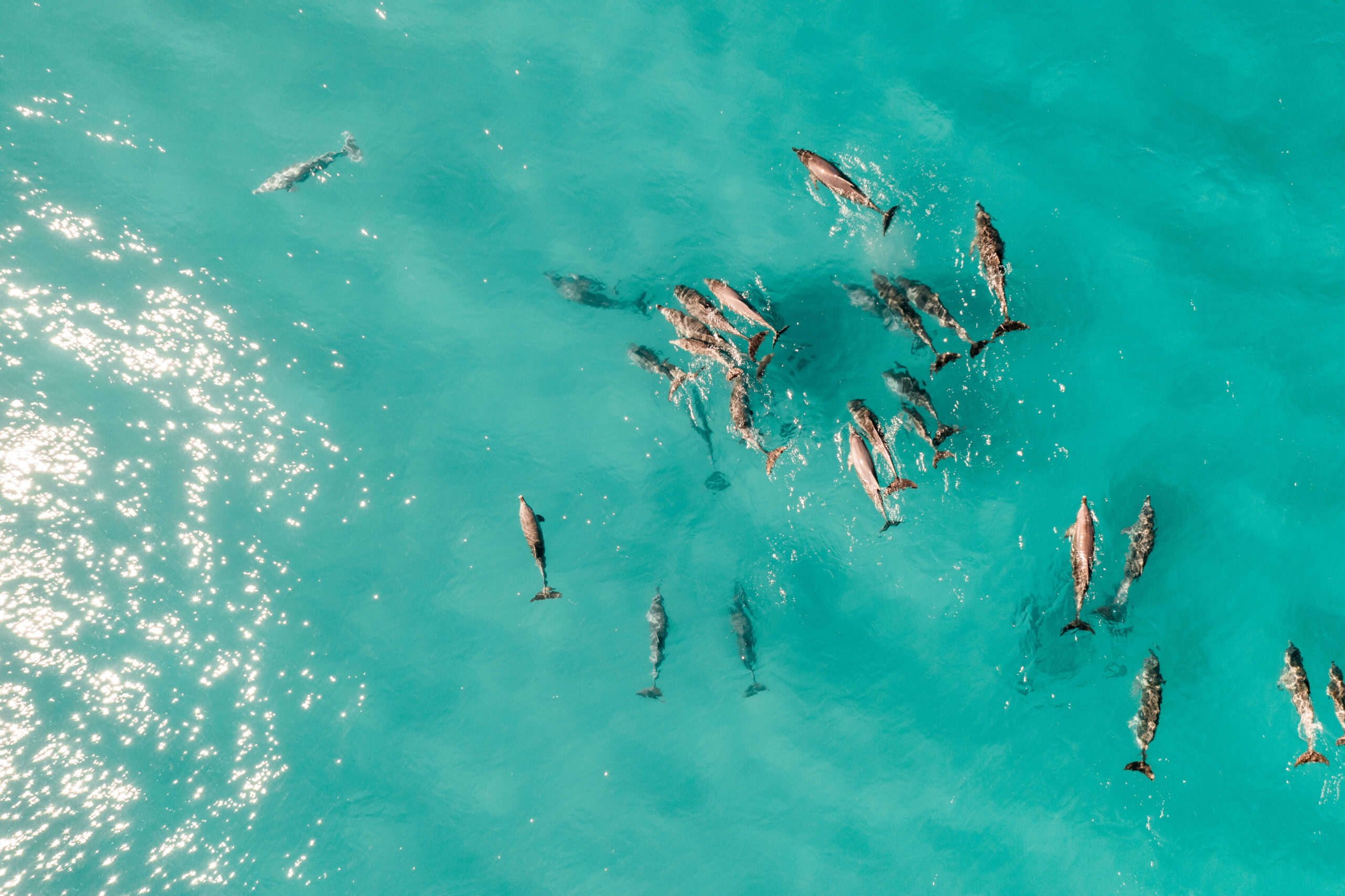 Aerial view of a pod of dolphins swimming in blue turquoise beautiful water